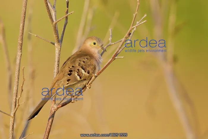 : Long-tailed Ground Dove : Long-tailed Ground Dove