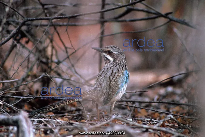 : Long-tailed Ground Roller : Long-tailed Ground Roller