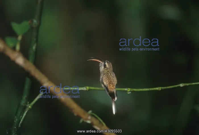 : Long-tailed Hermit Hummingbird : Long-tailed Hermit Hummingbird