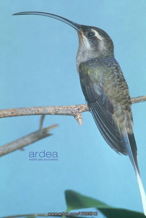 : Long-tailed Hermit Hummingbird : Long-tailed Hermit Hummingbird