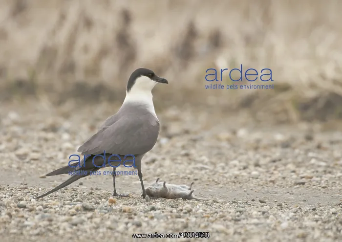 : Long-tailed Jaeger : Long-tailed Jaeger