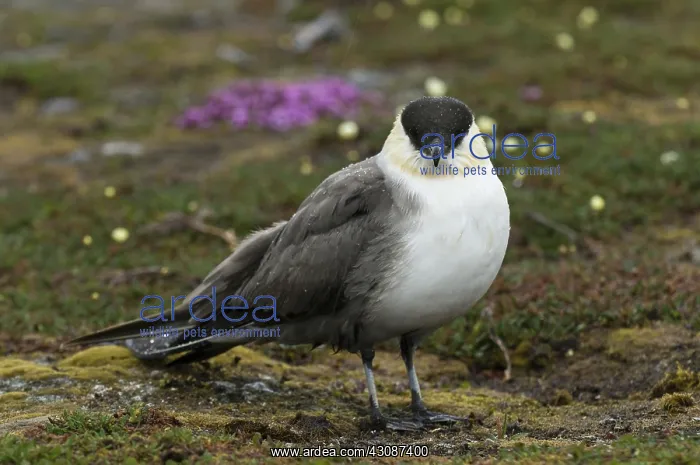 : Long-tailed jaeger : Long-tailed jaeger