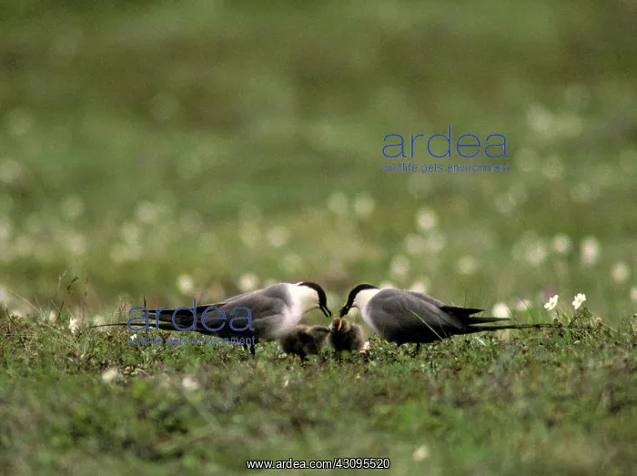  : Long-tailed Jaeger