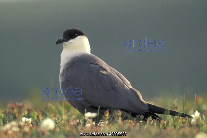 : Long-tailed Jaeger : Long-tailed Jaeger