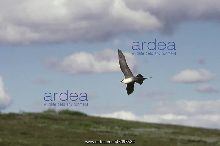 : Long-tailed Jaeger : Long-tailed Jaeger