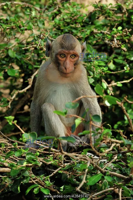 : Long-tailed Macaque : Long-tailed Macaque