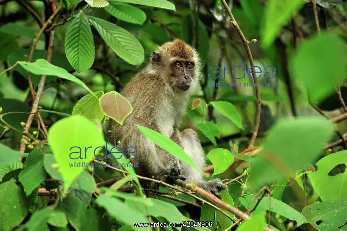 : Long-tailed Macaque / Crab-eating Macaque : Long-tailed Macaque / Crab-eating Macaque