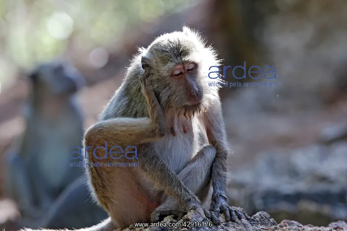 : Long-tailed Macaque / crab-eating macaque : Long-tailed Macaque / crab-eating macaque
