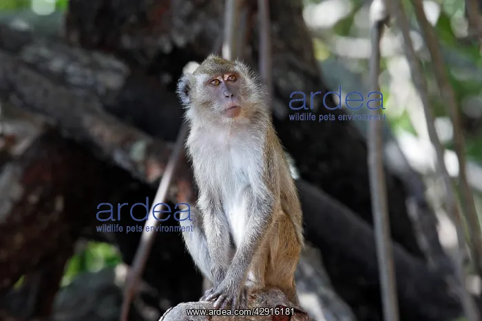 : Long-tailed Macaque / crab-eating macaque : Long-tailed Macaque / crab-eating macaque