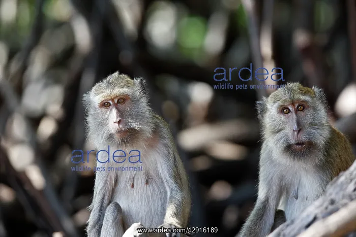 : Long-tailed Macaque / crab-eating macaque : Long-tailed Macaque / crab-eating macaque
