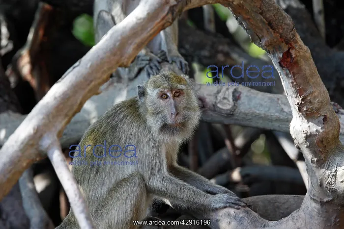 : Long-tailed Macaque / crab-eating macaque : Long-tailed Macaque / crab-eating macaque