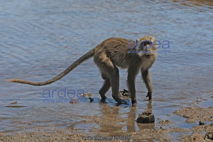 : Long-tailed Macaque / crab-eating macaque : Long-tailed Macaque / crab-eating macaque