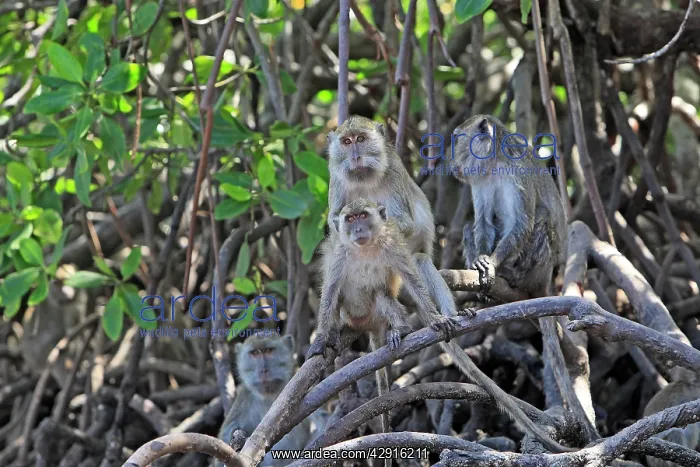 : Long-tailed Macaque / crab-eating macaque : Long-tailed Macaque / crab-eating macaque