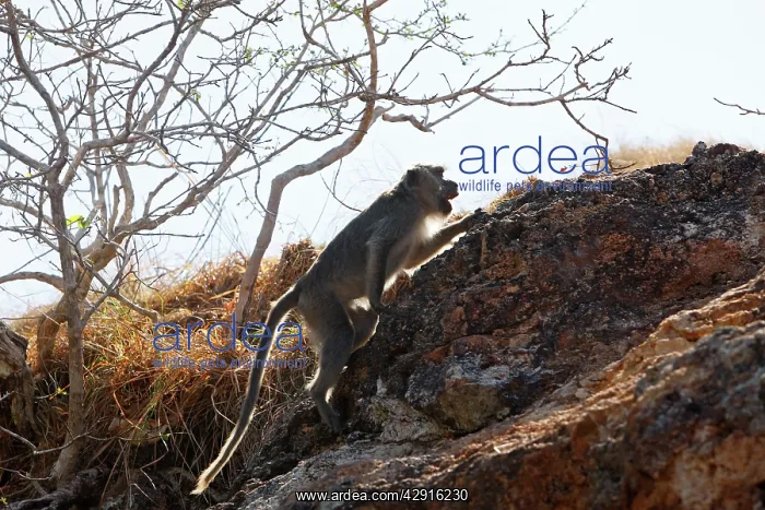 : Long-tailed Macaque / crab-eating macaque : Long-tailed Macaque / crab-eating macaque