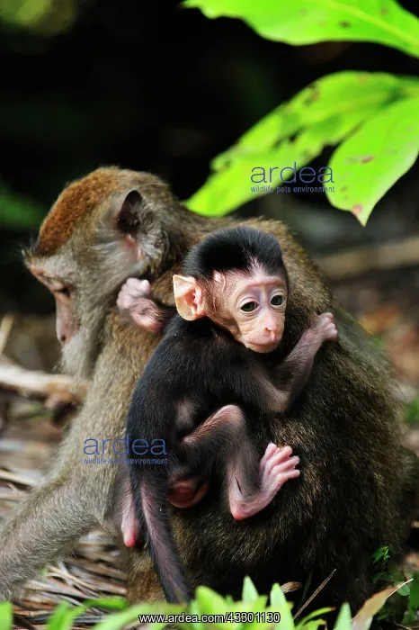 : Long-tailed Macaque / Crab-eating Macaque - with : Long-tailed Macaque / Crab-eating Macaque - with