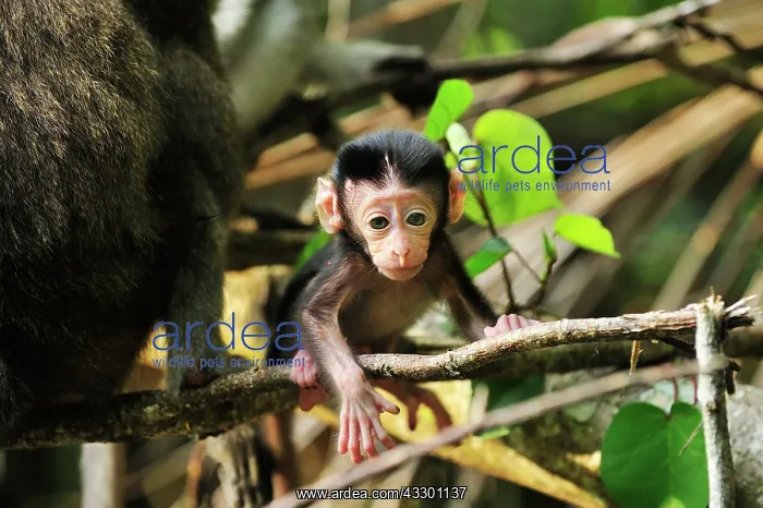 : Long-tailed Macaque / Crab-eating Macaque - baby : Long-tailed Macaque / Crab-eating Macaque - baby
