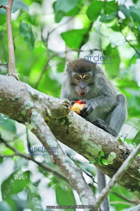 : Long-tailed Macaque / Crab-eating Macaque - eating : Long-tailed Macaque / Crab-eating Macaque - eating