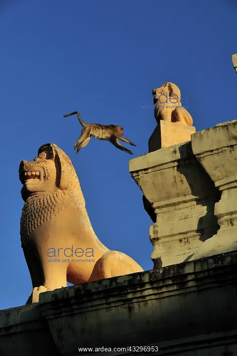 : Long-tailed Macaque / Crab-eating Macaque - jumping : Long-tailed Macaque / Crab-eating Macaque - jumping