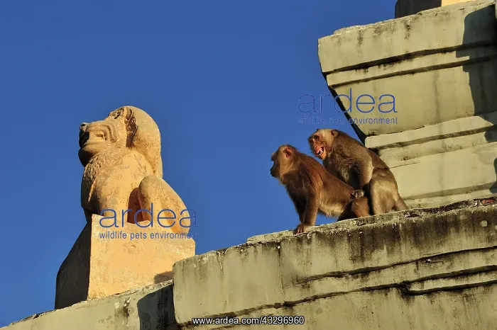 : Long-tailed Macaque / Crab-eating Macaque - mating : Long-tailed Macaque / Crab-eating Macaque - mating