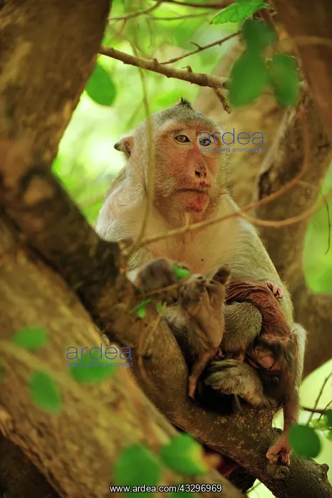 : Long-tailed Macaque / Crab-eating Macaque - mother : Long-tailed Macaque / Crab-eating Macaque - mother