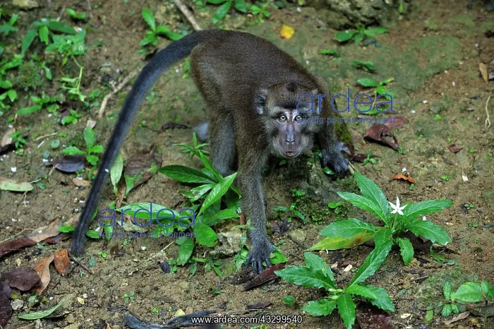 : Long-tailed Macaque / Crab-eating Macaque Rajah : Long-tailed Macaque / Crab-eating Macaque Rajah