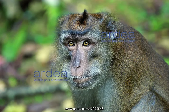 : Long-tailed Macaque / Crab-eating Macaque Rajah : Long-tailed Macaque / Crab-eating Macaque Rajah