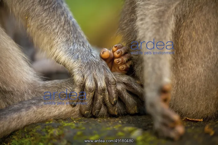 : Long-tailed macaque (Macaca fascicularis) : Long-tailed macaque (Macaca fascicularis)