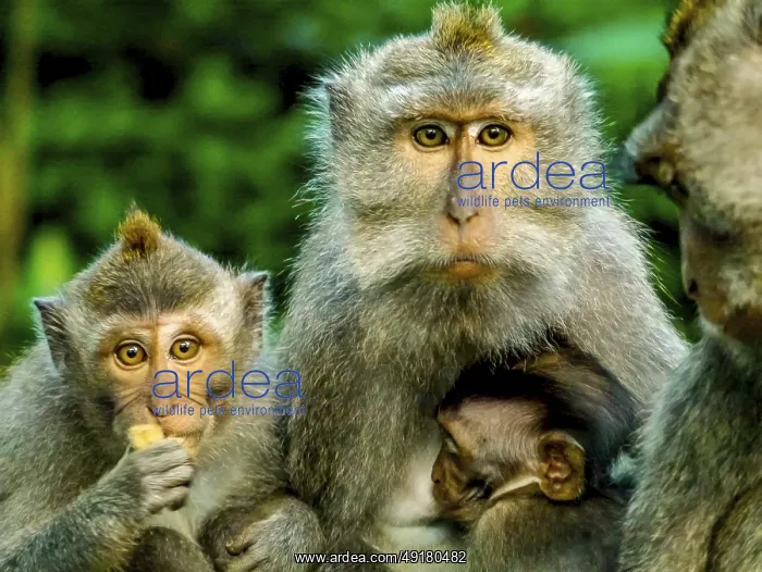 : Long-tailed macaque (Macaca fascicularis) : Long-tailed macaque (Macaca fascicularis)