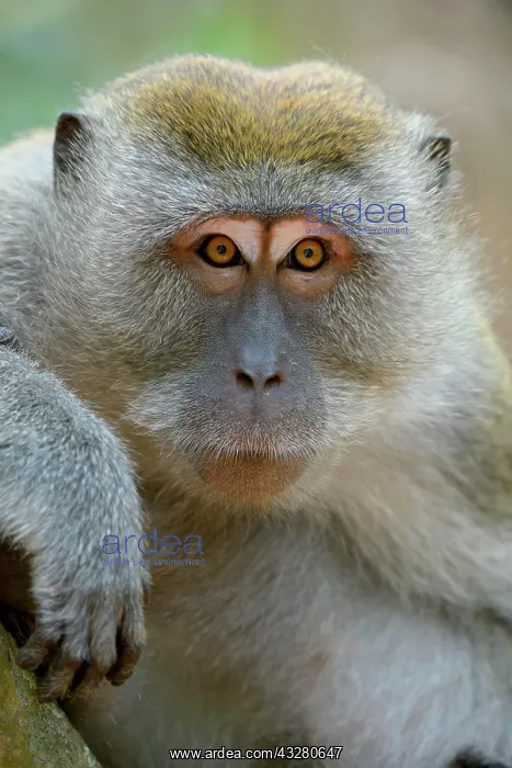 : Long-tailed macaque (Macaca fascicularis), animal : Long-tailed macaque (Macaca fascicularis), animal