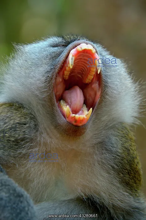  : Long-tailed macaque (Macaca fascicularis), animal