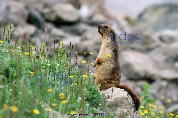 : Long-tailed Marmot : Long-tailed Marmot