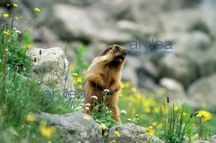 : Long-tailed Marmot - calling : Long-tailed Marmot - calling