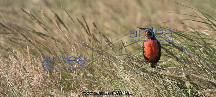 : Long-tailed Meadowlark : Long-tailed Meadowlark
