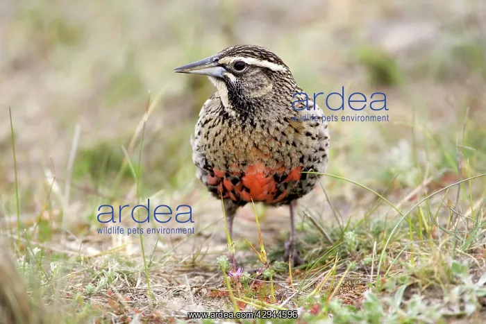 : Long-tailed Meadowlark - Female : Long-tailed Meadowlark - Female