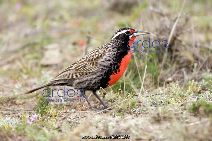 : Long-tailed Meadowlark - Male : Long-tailed Meadowlark - Male