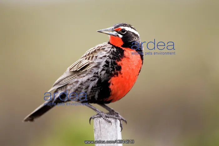 : Long-tailed Meadowlark - Male : Long-tailed Meadowlark - Male