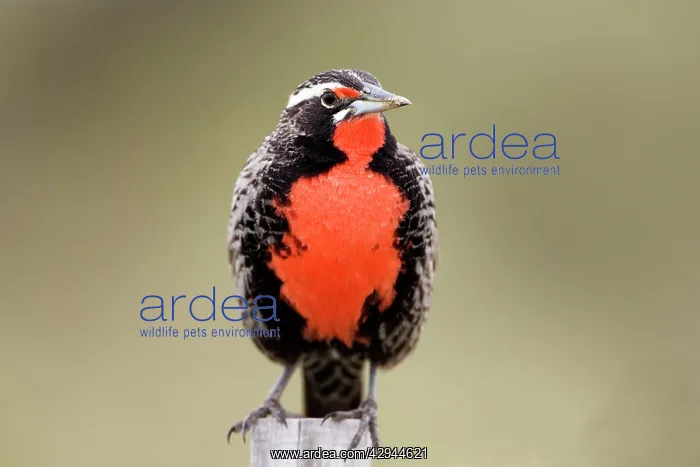  : Long-tailed Meadowlark - Male