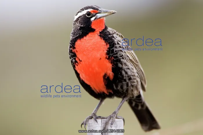 : Long-tailed Meadowlark - Male : Long-tailed Meadowlark - Male
