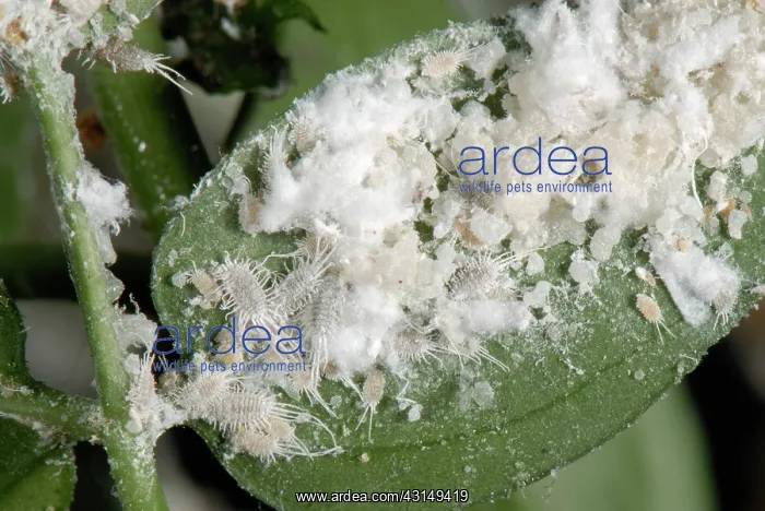 : Long-tailed mealybug infestation : Long-tailed mealybug infestation