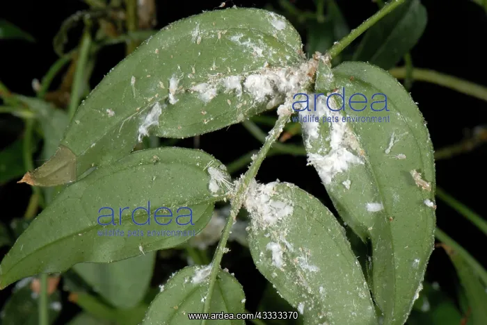 : Long-tailed mealybug infestation : Long-tailed mealybug infestation