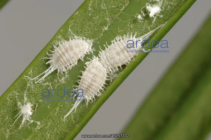 : Long-tailed mealybugs on palm : Long-tailed mealybugs on palm