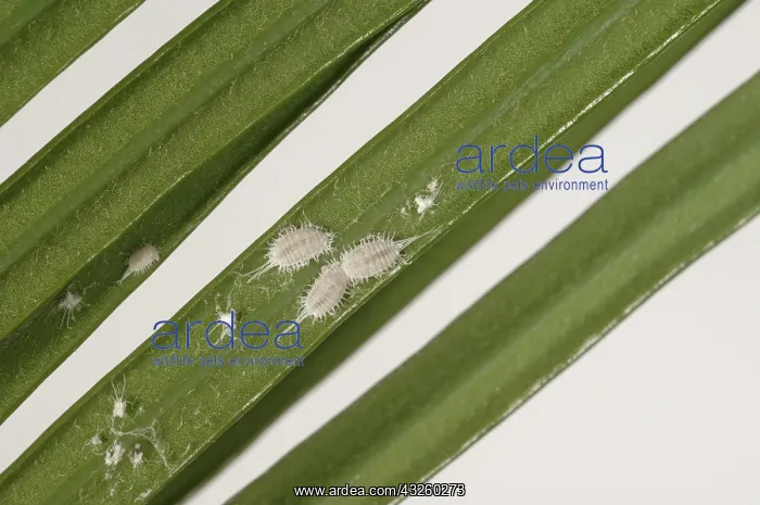 : Long-tailed mealybugs on palm : Long-tailed mealybugs on palm