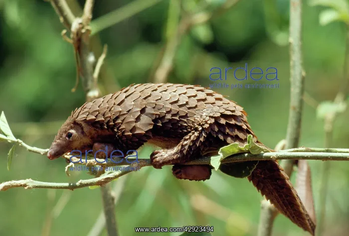 : Long-tailed Pangolin : Long-tailed Pangolin