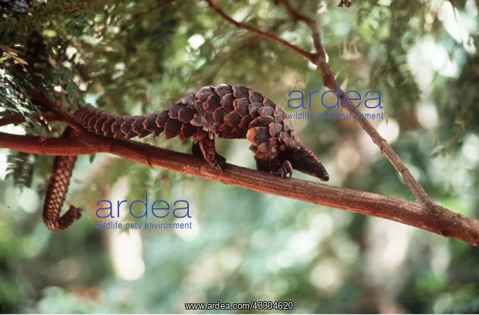 : LONG TAILED PANGOLIN : LONG TAILED PANGOLIN