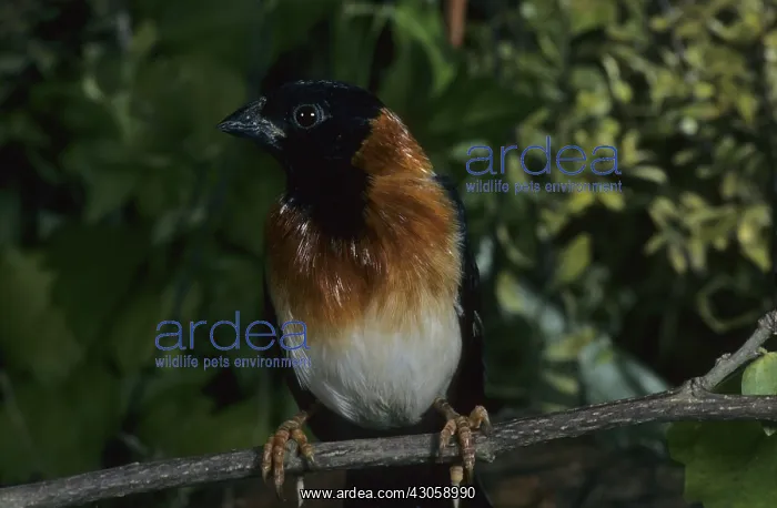 : Long-tailed Paradise Whydah : Long-tailed Paradise Whydah