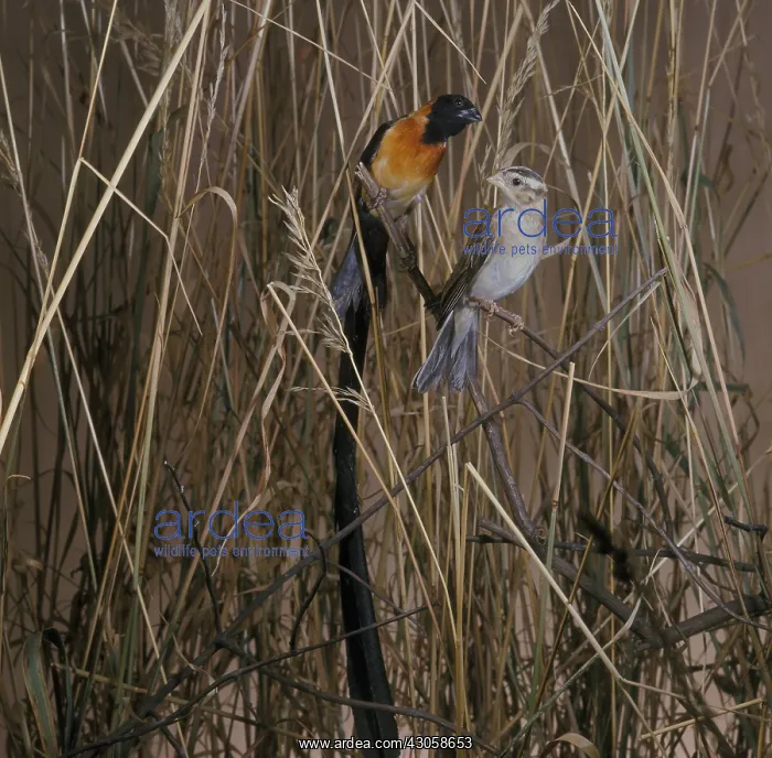 : Long-tailed Paradise Whydah's couple : Long-tailed Paradise Whydah's couple