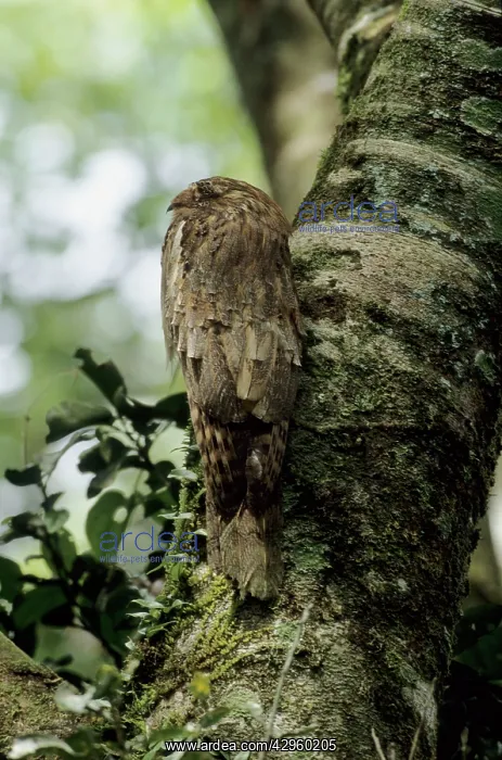  : Long Tailed Potoo