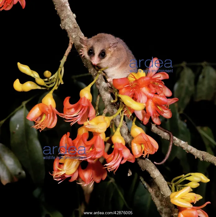 : Long-tailed Pygmy Possum : Long-tailed Pygmy Possum