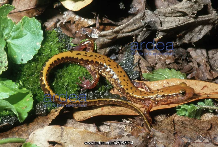  : Long-tailed Salamander