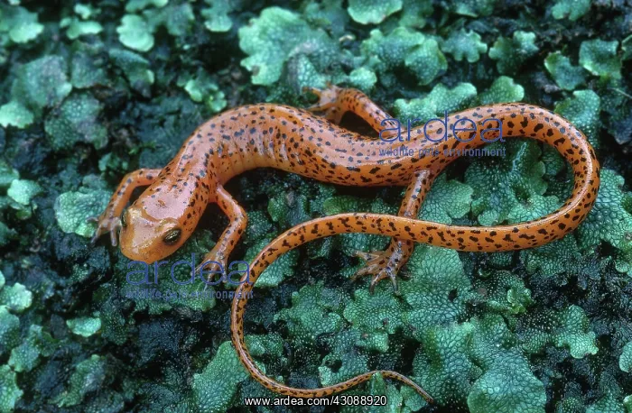 : Long-tailed Salamander : Long-tailed Salamander